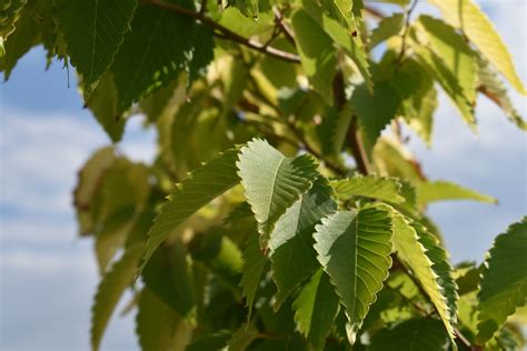 kiwi sunset zelkova|Zelkova serrata Kiwi Sunset PBR